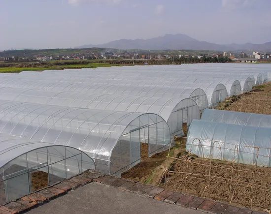 야채를 위한 가장 저렴한 상업용 단일 스팬 터널 돔 필름 온실