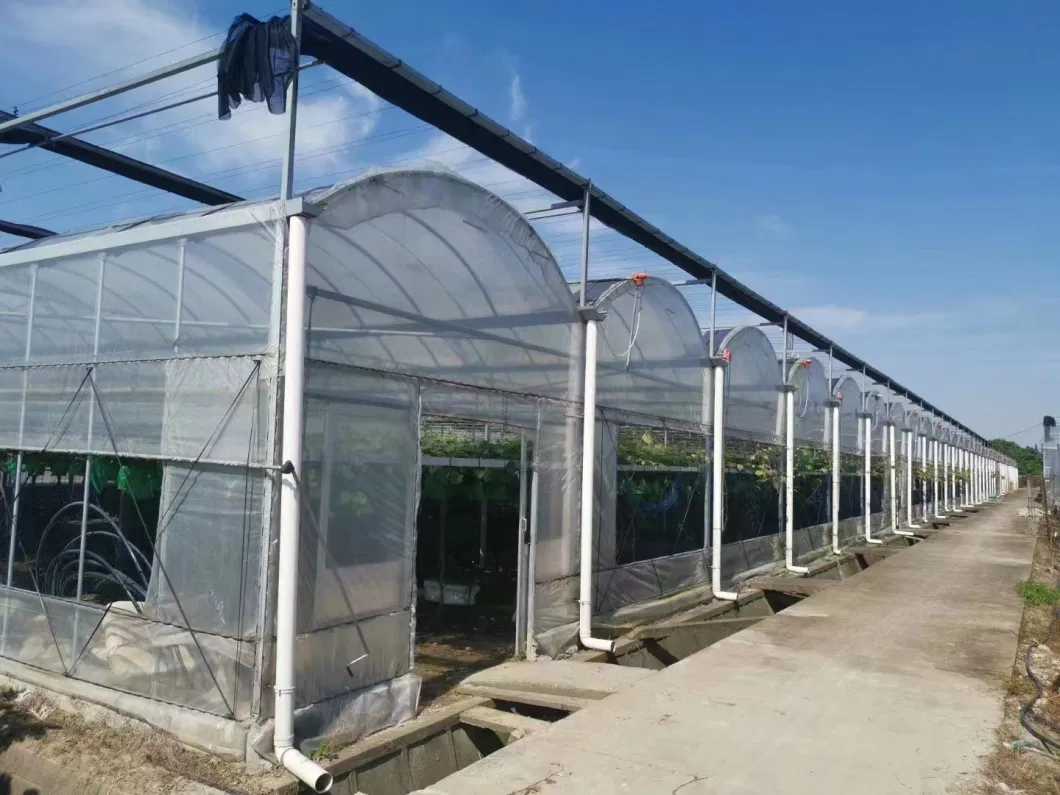 Modern Agriculture Plastic Greenhouse with Cooling System