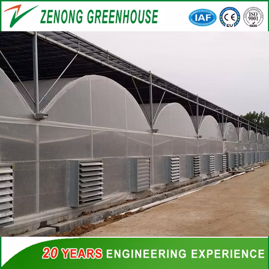 Dome Roof Agriculture Plastic Film Multi-Span Greenhouse for Vegetable/Flower/Fruit