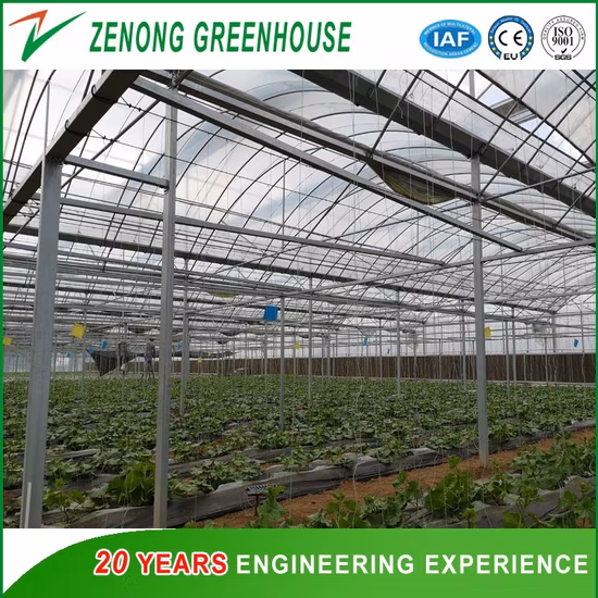 Dome Roof Agriculture Plastic Film Multi-Span Greenhouse for Vegetable/Flower/Fruit