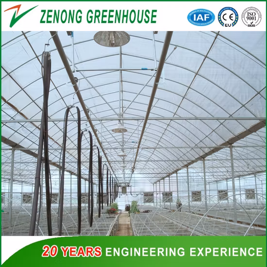 Dome Roof Agriculture Plastic Film Multi-Span Greenhouse for Vegetable/Flower/Fruit