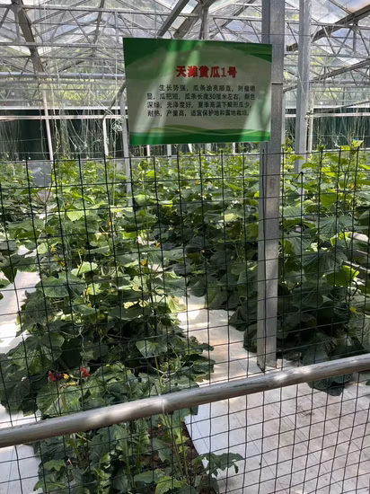 체리/오이/토마토/야채용 수경/냉각/히터가 있는 필름/유리/선보드 온실