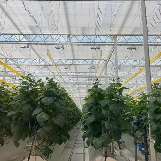 폴리카보네이트/아쿠아포닉스/냉각팬/히터/보일러/식물 열매용 네트를 갖춘 농업용 상업용 온실
